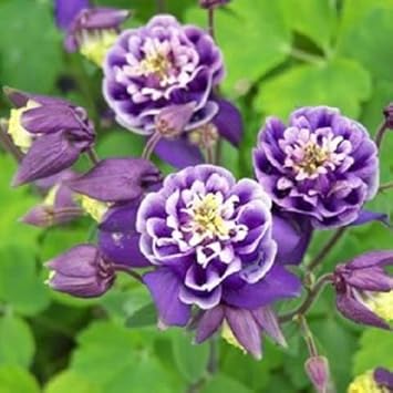 White Violet Aquilegia Flower seeds for Planting - Premium Quality, Heirloom & GMO Free Seeds for Home Garden
Sale seeds for planting in home garden