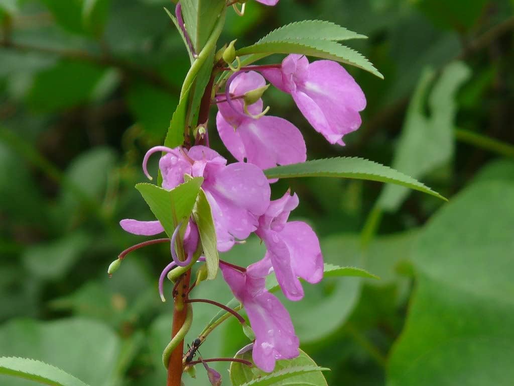 Violet (Violet Camellia) seeds for planting in home garden