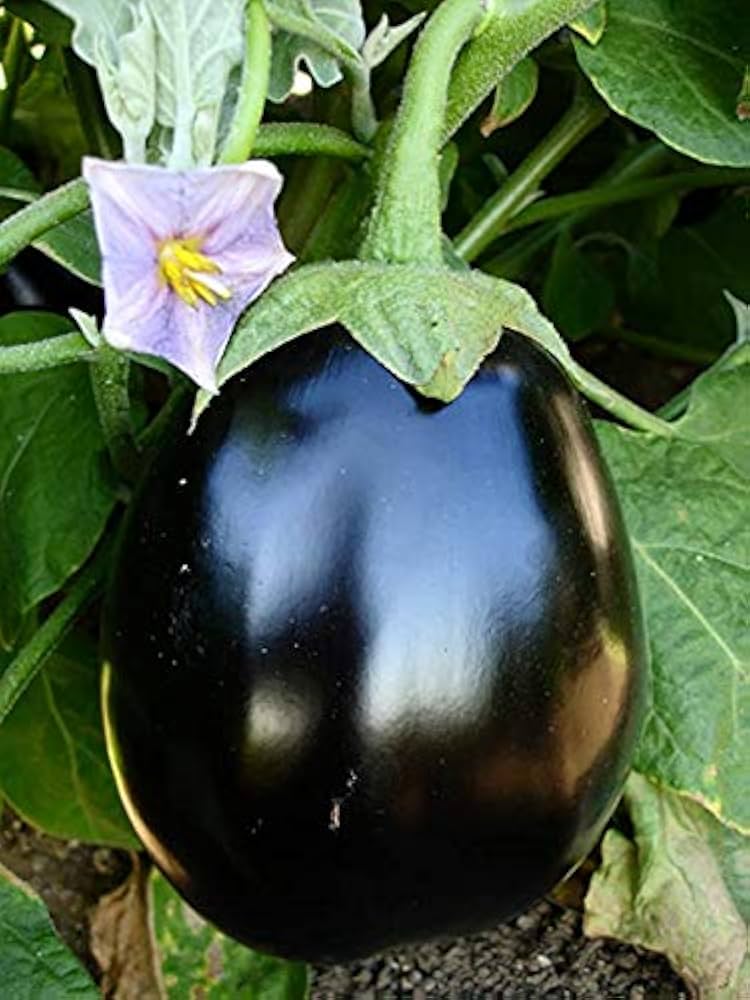 Brinjal Vegetable Seeds for Planting
