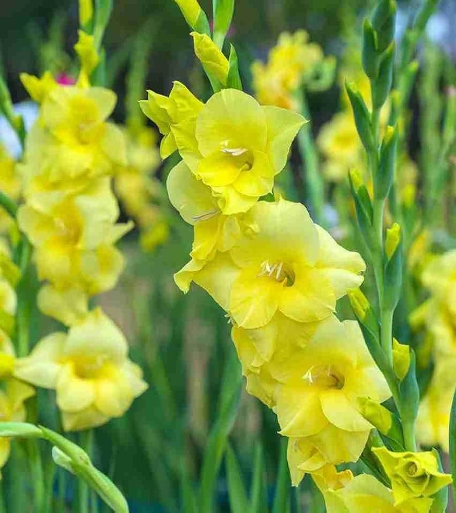 YellowPerennial Gladiolus Flower seeds for Planting - Pollinator Friendly, Heirloom & GMO Free Seeds for Home Garden
Sale seeds for planting in home garden