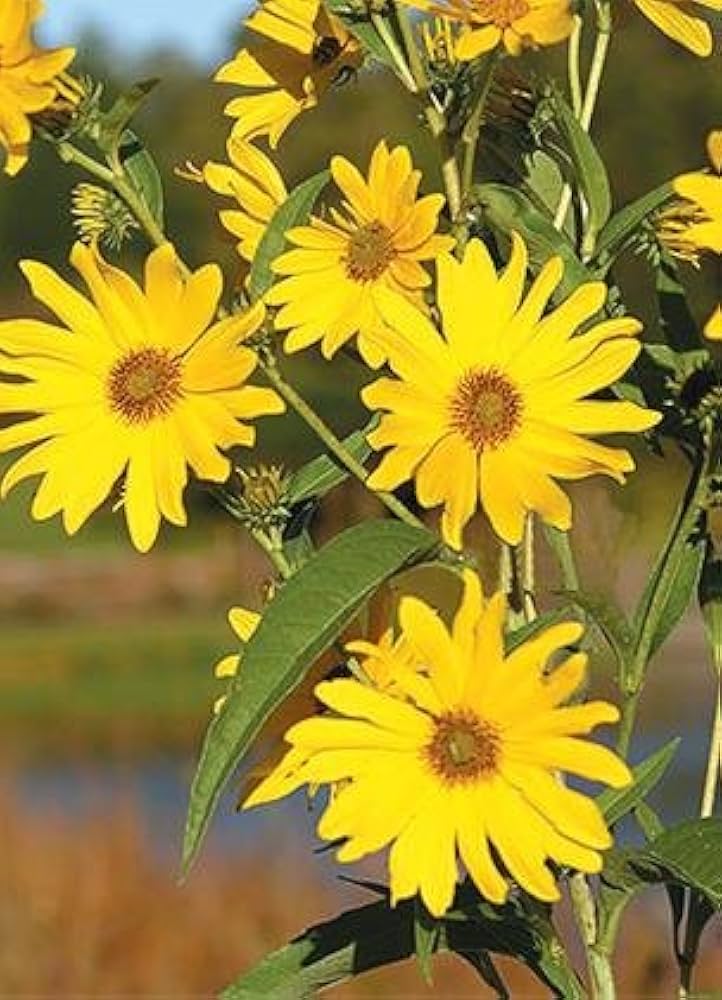 Maximilian Sunflower Seeds for Planting Helianthus maximiliani for wildflower gardens and prairie landscapes