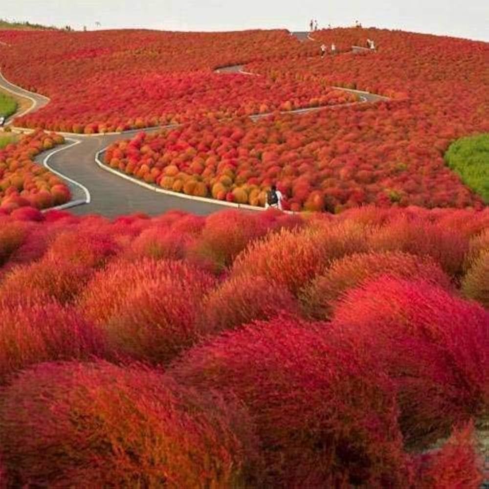 Red Burning Bush Flower seeds for Planting - Seasonal Bloomer, Heirloom & GMO Free Seeds for Home Garden
