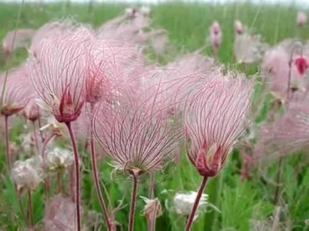 PRAIRIE SMOKE Geum Triflorum Purple Prairie Avens Flower Seeds
