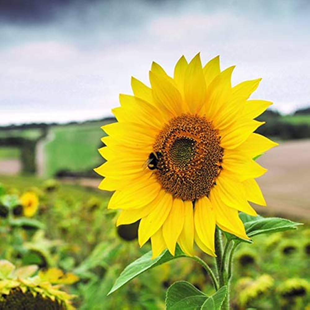 Little Becka Sunflower Helianthus annuus Seeds for Planting in Flower Bed