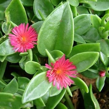 Rose Aptenia Flower seeds for Planting - Easy to Grow, Heirloom & GMO Free Seeds for Home Garden
Sale seeds for planting in home garden