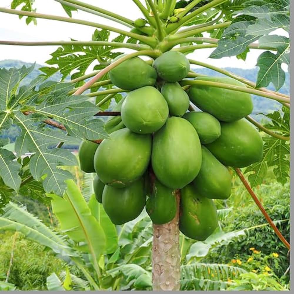 Guide to Planting Green Papaya Seeds