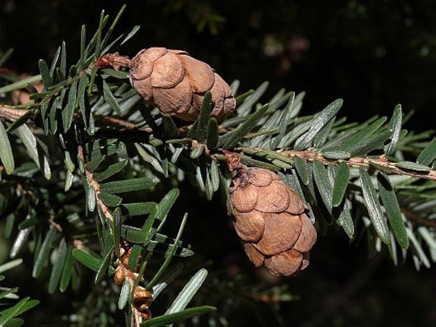 Eastern Hemlock Tsuga canadensis Seeds for Planting