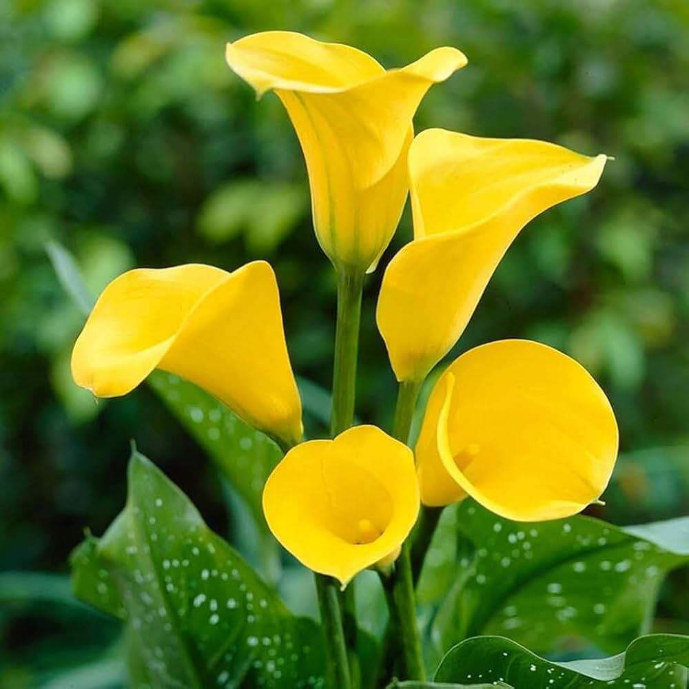 Yellow Calla Lily Seeds Zantedeschia for Planting in Flower Bed & Garden