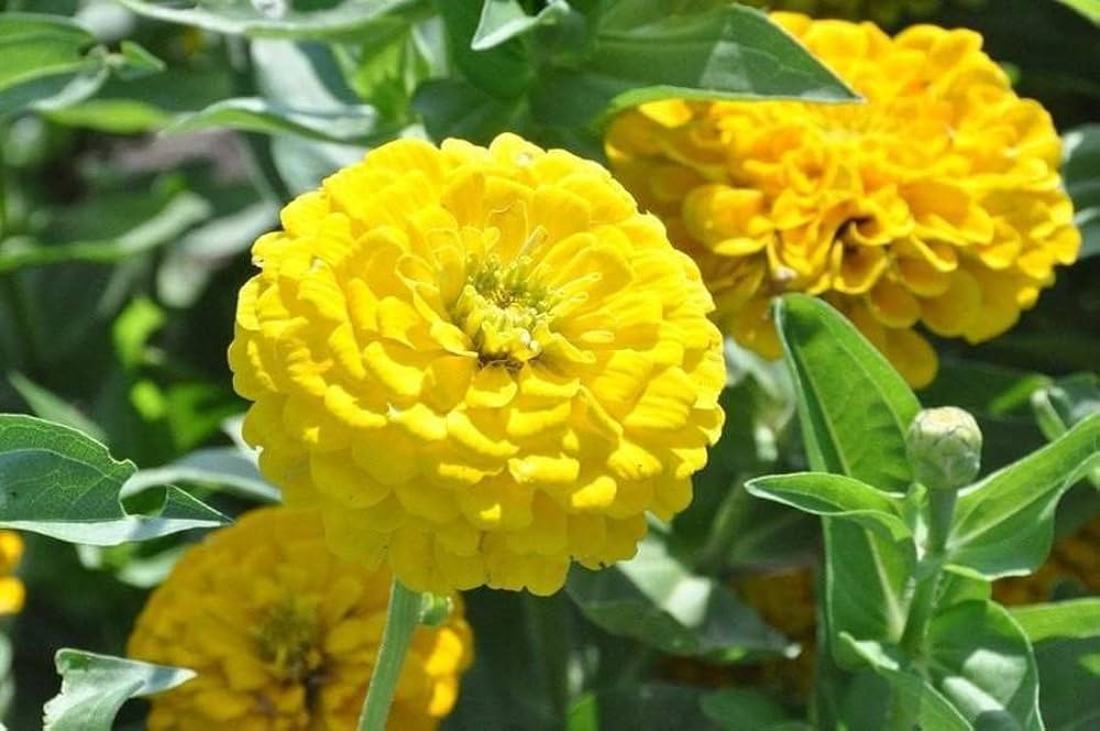 Light Yellow Zinnia Flower seeds blooming in flower beds, containers, borders, and pollinator-friendly gardens