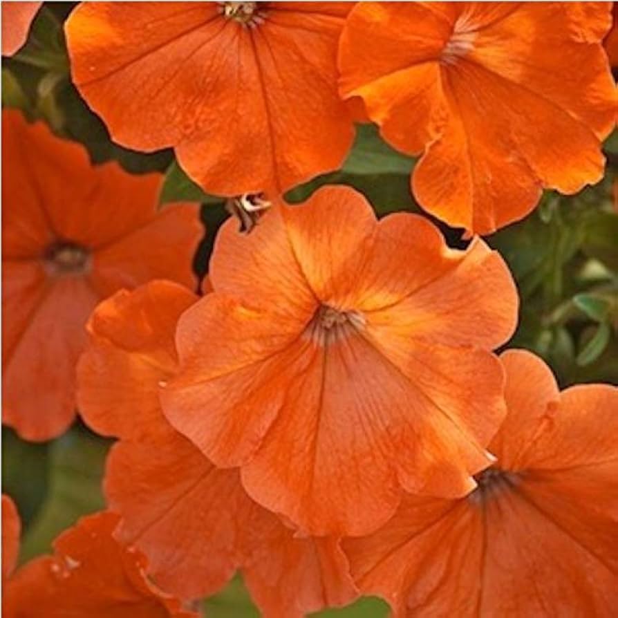 Petunia Papa Zuckerpelletierte Petunia Samen
