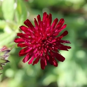 Macedonica Flower seeds blooming in flower beds, containers, borders, and pollinator-friendly gardens