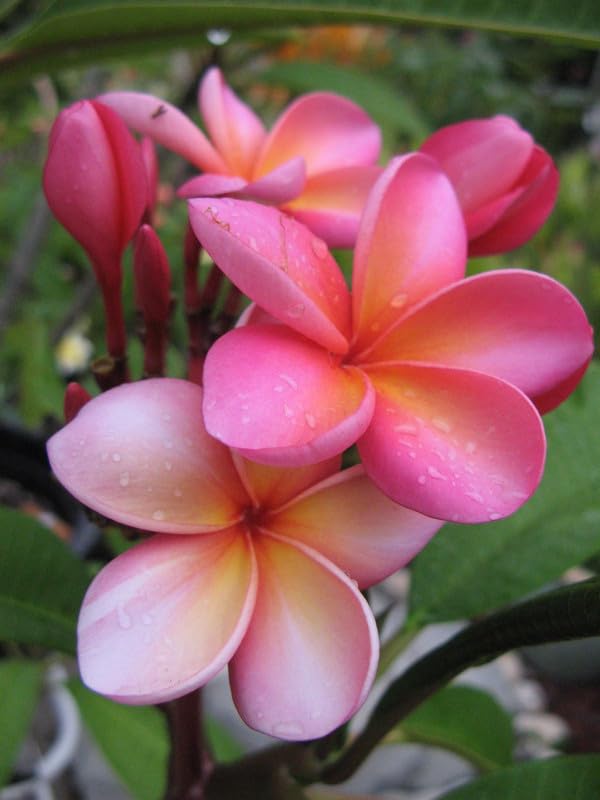 Pink Frangipani Flower seeds blooming in flower beds, containers, borders, and pollinator-friendly gardens