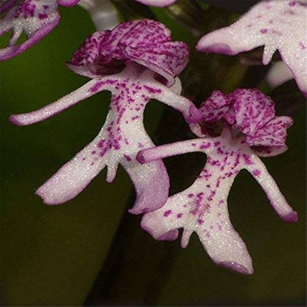 Purple Naked Man Orchid Flower seeds for Planting - Perfect for Borders, Heirloom & GMO Free Seeds for Home Garden