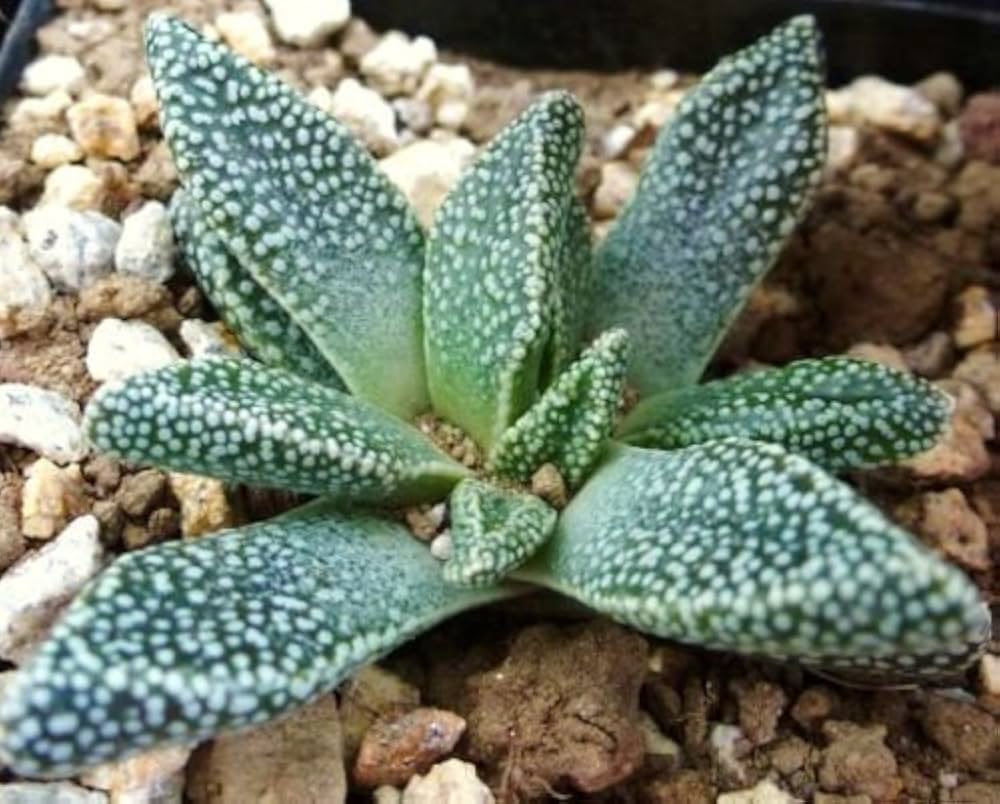 Green Nananthus Margaritiferus Flower seeds blooming in flower beds, containers, borders, and pollinator-friendly gardens