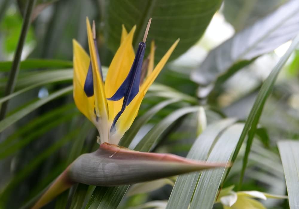 Violet Yellow Strelitzia Flower seeds for Planting - Premium Quality, Heirloom & GMO Free Seeds for Home Garden
Sale seeds for planting in home garden
