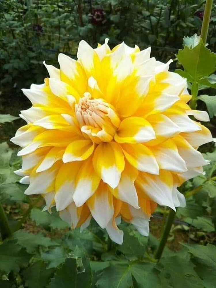 White & Yellow Dahlia Flower Seeds – Shade Tolerant Heirloom & NonGMO Seeds for Home Garden
Sale
