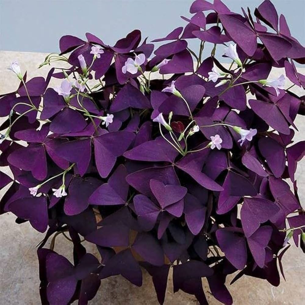 Oxalis Corymbosa Flower seeds blooming in flower beds, containers, borders, and pollinator-friendly gardens