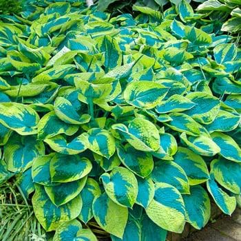 Green Blue Hosta Flower seeds with vibrant ornamental foliage for shaded gardens, containers, and landscape borders