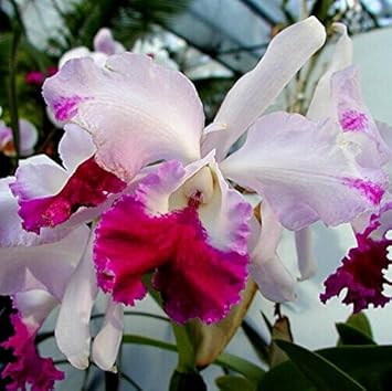 Cattleya Hybrida Flower seeds for Planting - Low Maintenance, Heirloom & GMO Free Seeds for Home Garden
Sale for planting in home garden.
