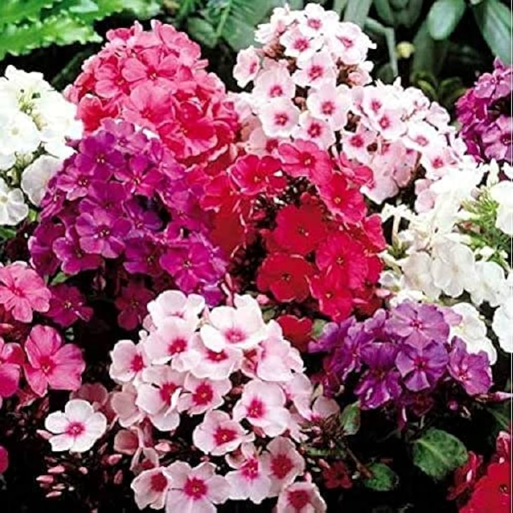 Phlox Phlox spp. Seeds for Planting in Flower Bed