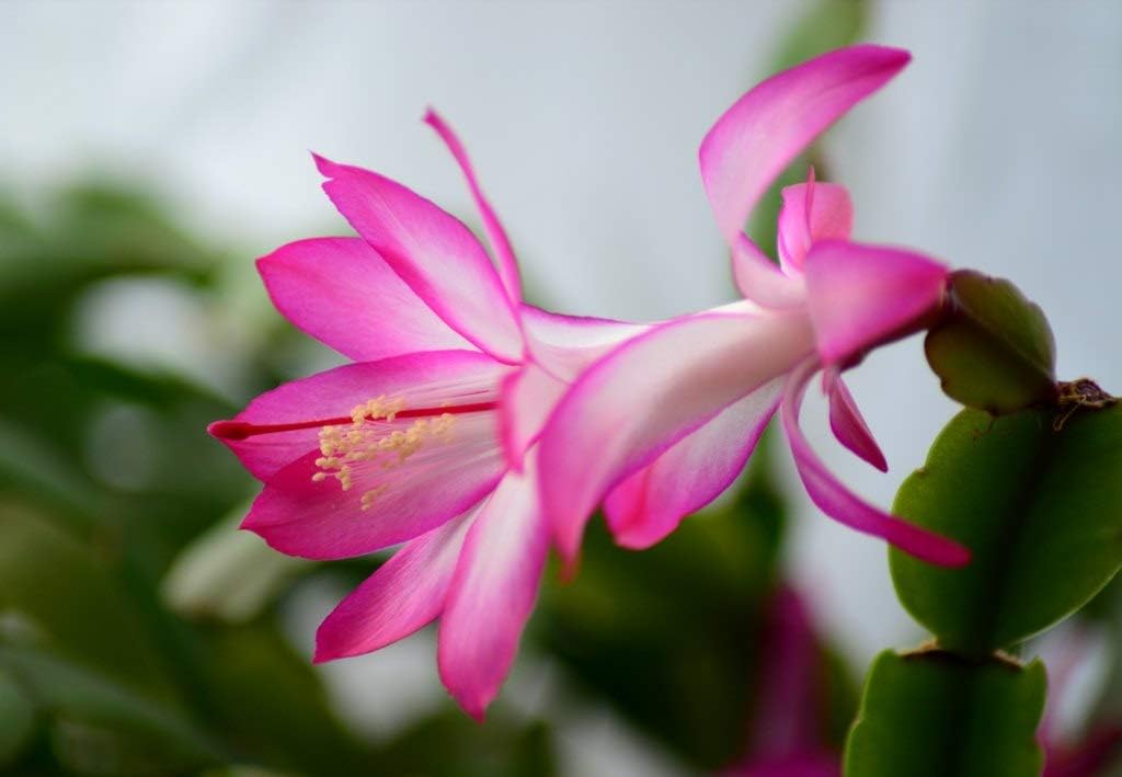 Pink & White Schlumbergera Flower seeds blooming in flower beds, containers, borders, and pollinator-friendly gardens
