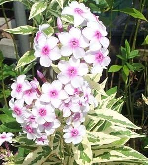 White-Pink Nora Leigh Flower seeds for Planting - Long Bloom Season, Heirloom & GMO Free Seeds for Home Garden
Sale for planting in home garden.