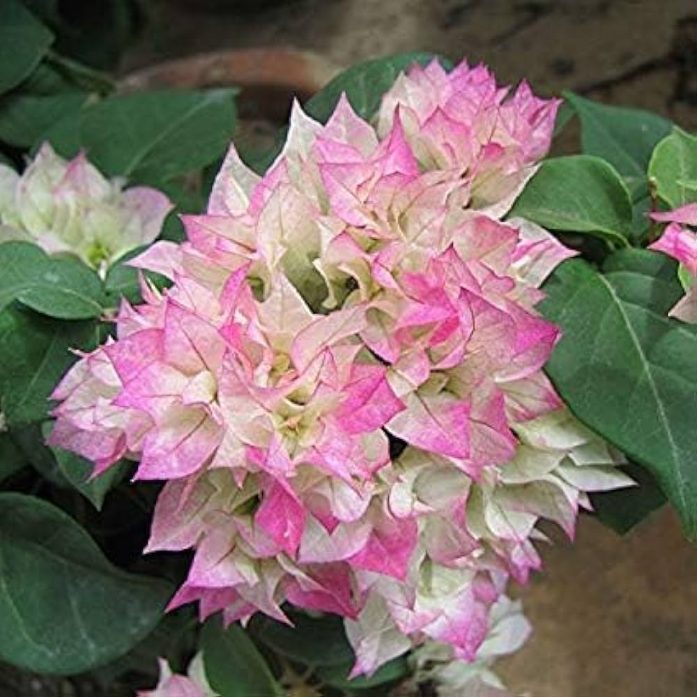 Pink & White Bougainvillea Flower seeds for Planting - Perfect for Borders, Heirloom & GMO Free Seeds for Home Garden