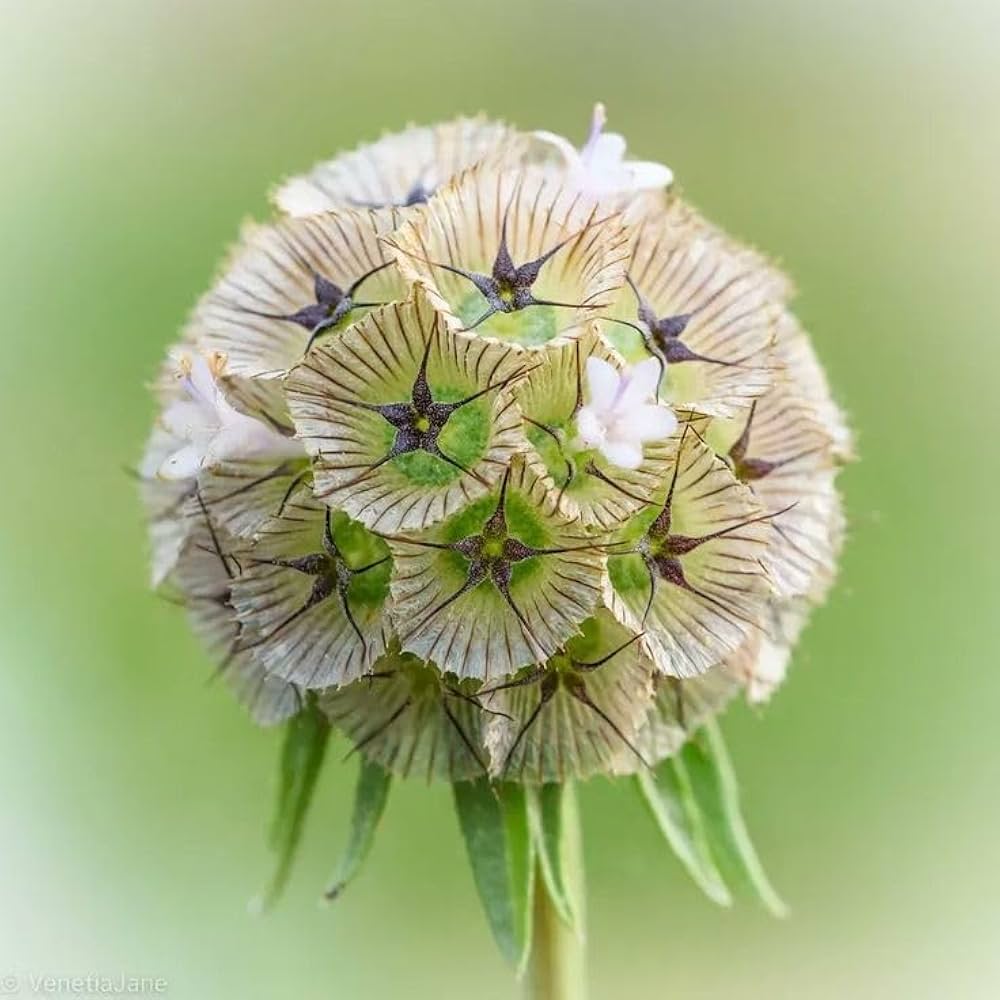 Starflower Seeds for Unique and Colorful Garden Decoration