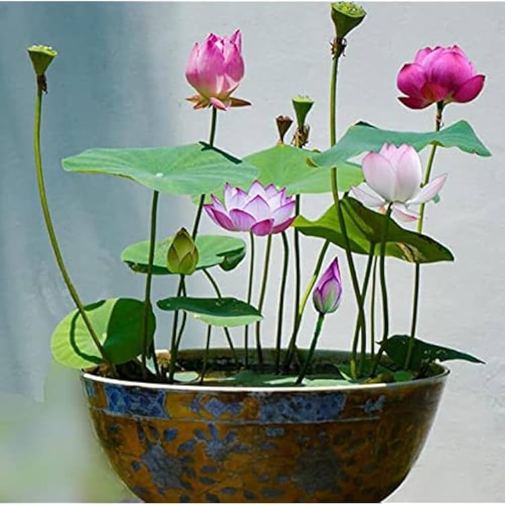Mini Rainbow Bonsai Flower Seeds for Vibrant, Small Bonsai Flowers