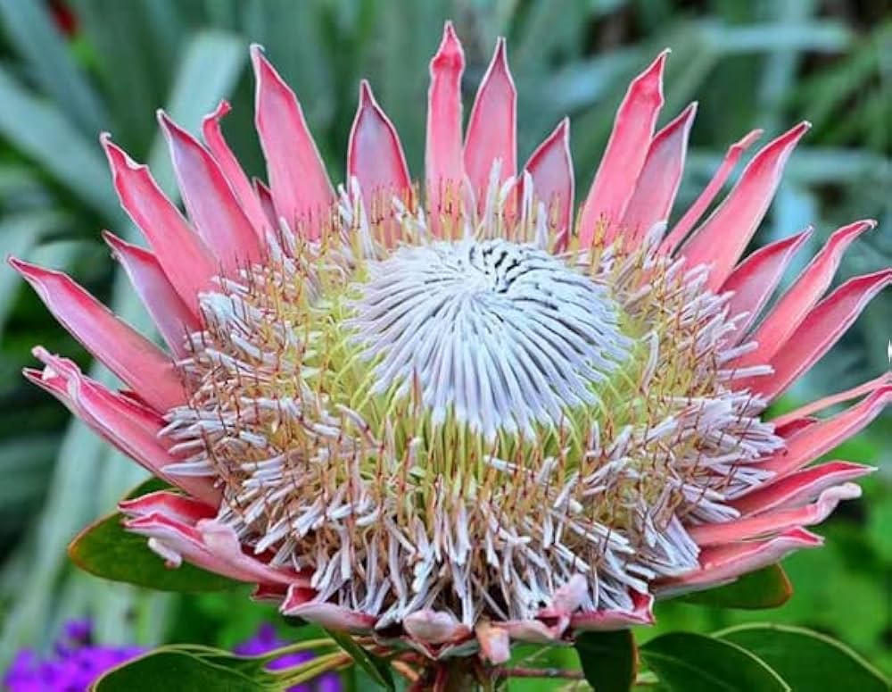 Evergrowseeds Protea Roupelliae Silver Sugarbush flower seeds, 20-pack of planting seeds showing seed packet with flower illustration
