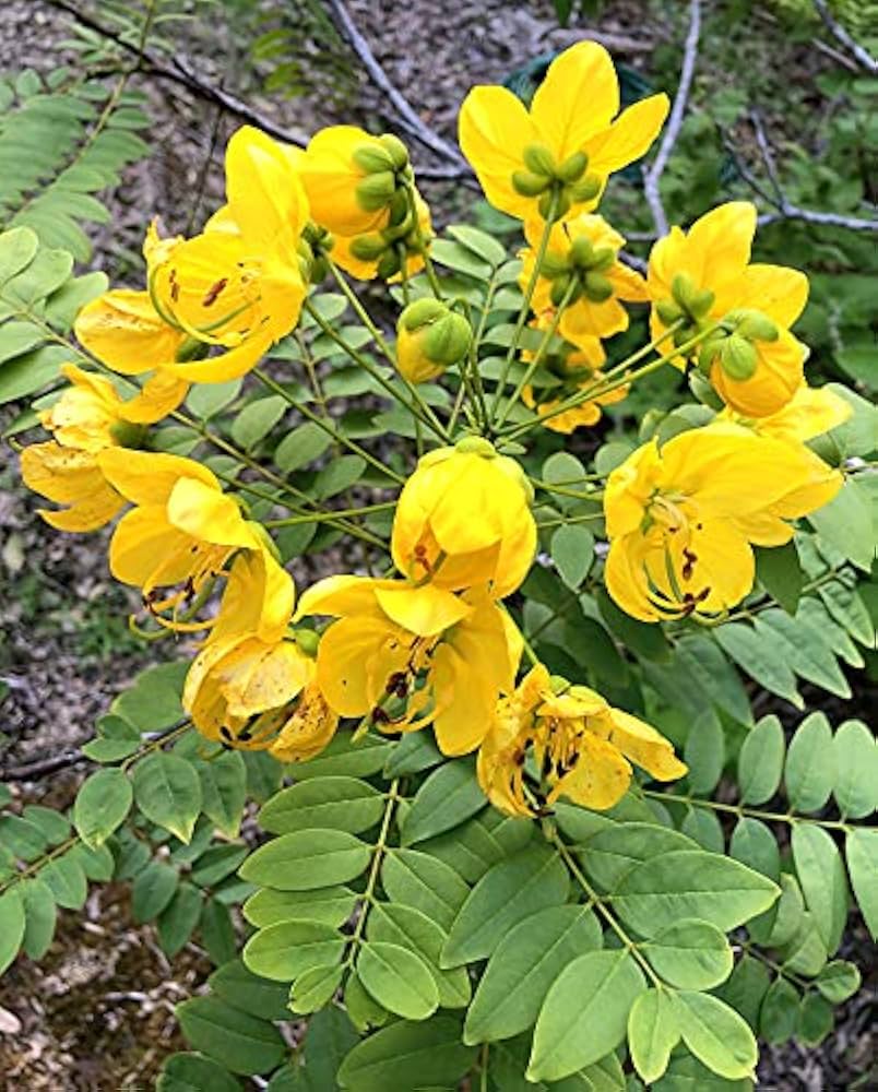 Yellow Cassia Flower seeds for Planting - Garden Favorite, Heirloom & GMO Free Seeds for Home Garden