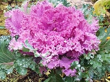 Burgundy Bougainvillea Flower Seeds for Planting – Compact Growth Heirloom & NonGMO Seeds for Home Garden
Sale for planting in home garden