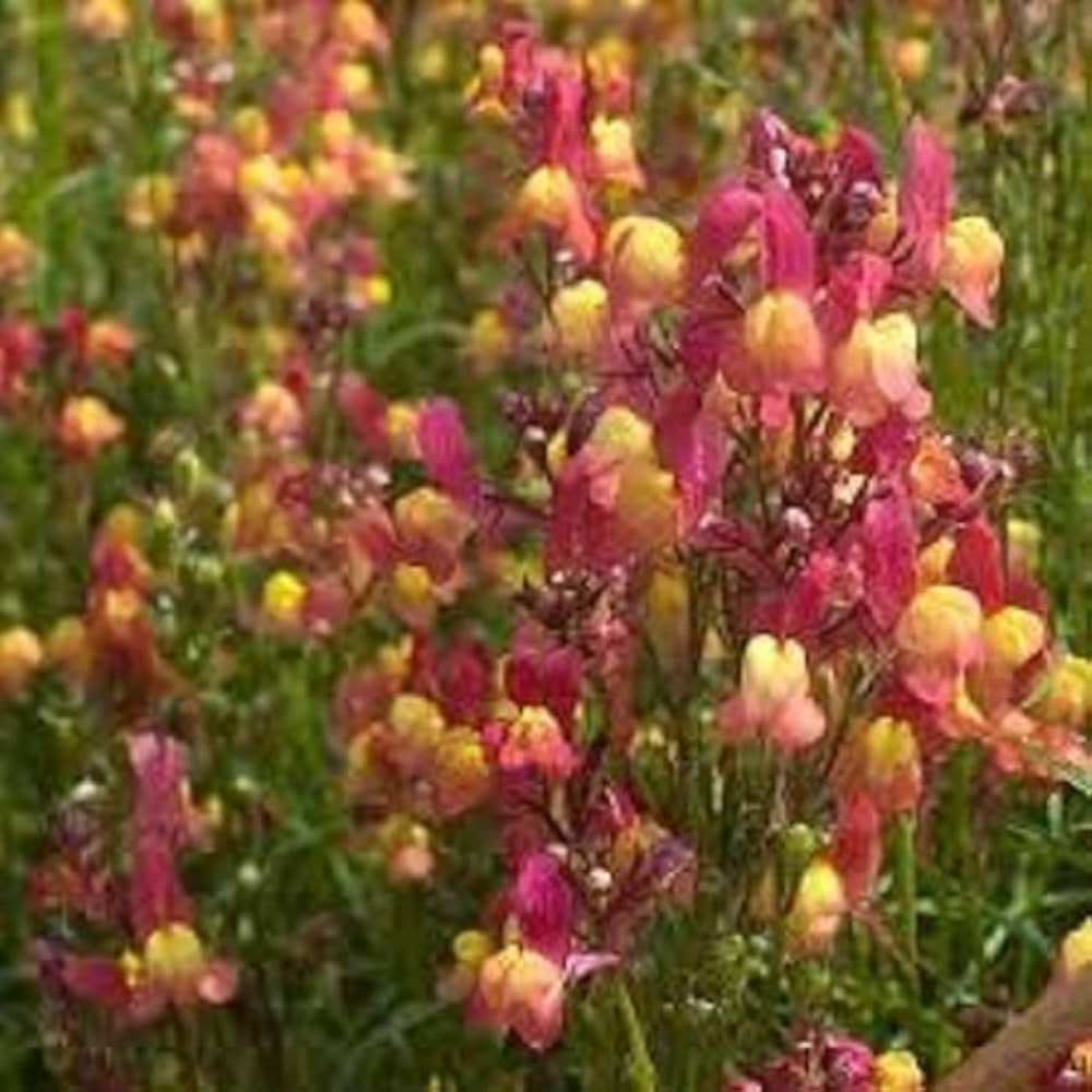 Lindaria Licilia Flower Mix Seeds – Self-Seeding Annual Garden Blooms