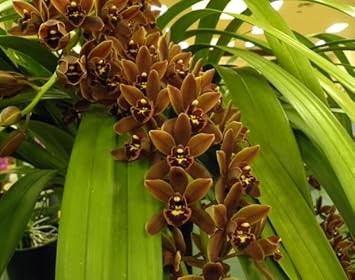 Violet Phalaenopsis Orchid Flower Seeds for Planting Drought Tolerant Heirloom & GMO Free Seeds for Home Garden
Sale for planting in home garden