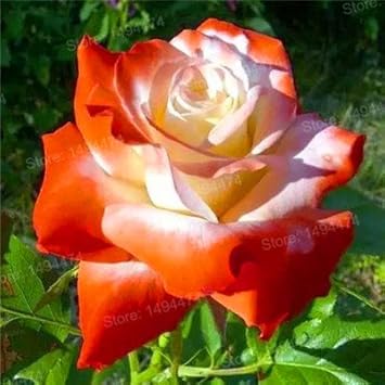 Red White Univalve Geranium Flower Seeds for Planting Cottage Garden Essential Heirloom & GMO Free Seeds for Home Garden
Sale for planting in home garden
