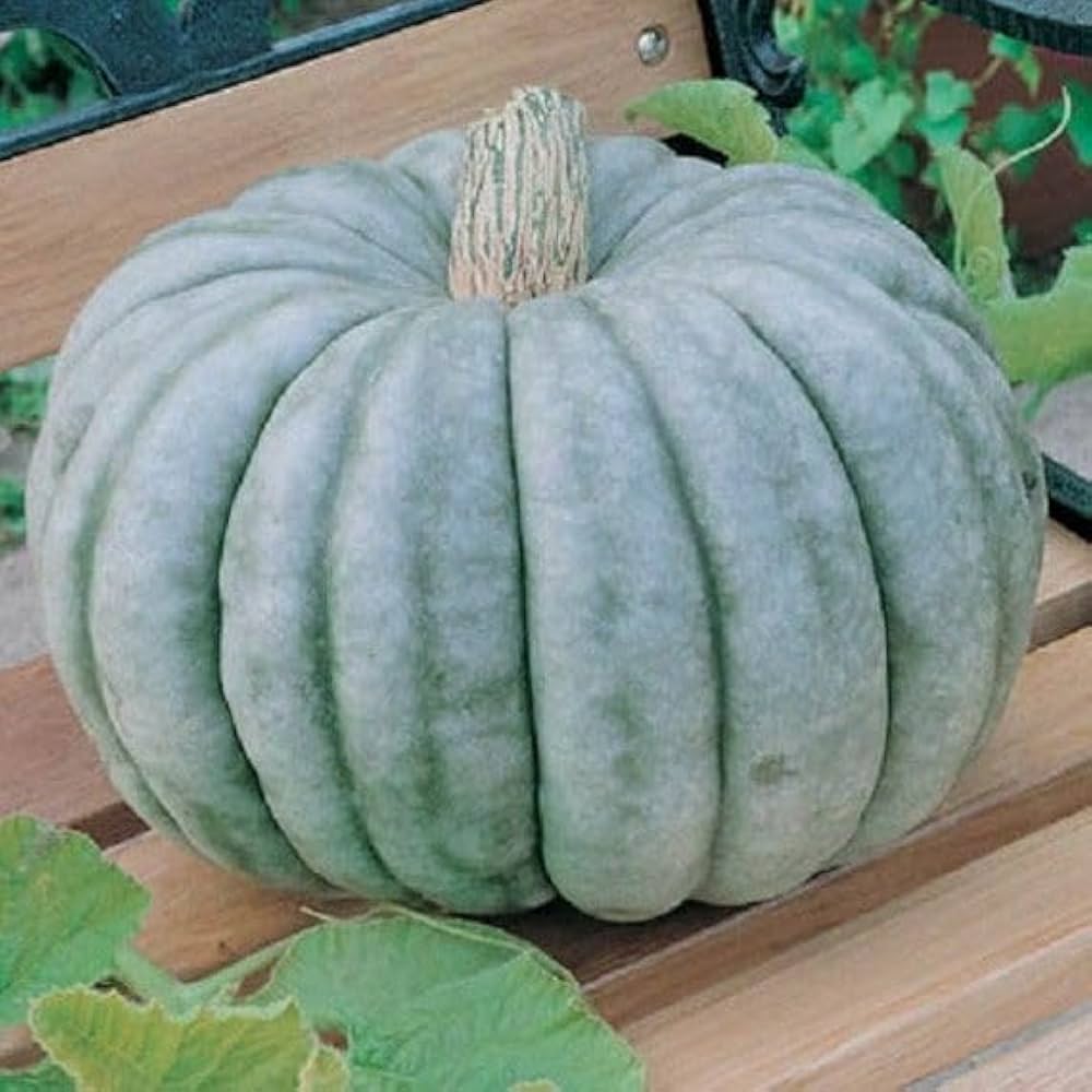 Gray Triamble Pumpkin Seeds for Planting