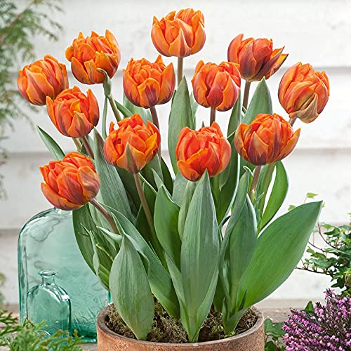 Orange Green Tulip Flower seeds for Planting Garden Favorite Heirloom & GMO Free Seeds for Home Garden