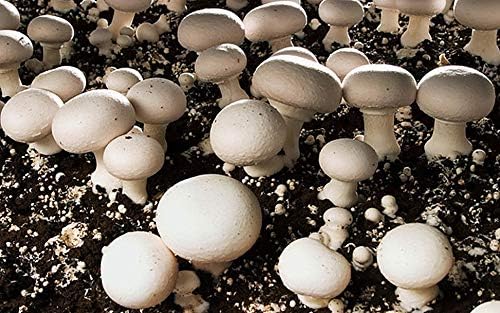 Mushroom Plant Rungia klossii for planting in herb garden