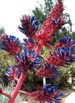 Green Bromeliad Flower Seeds – Hardy Variety Heirloom & NonGMO Seeds for Home Garden
Sale for planting in home garden
