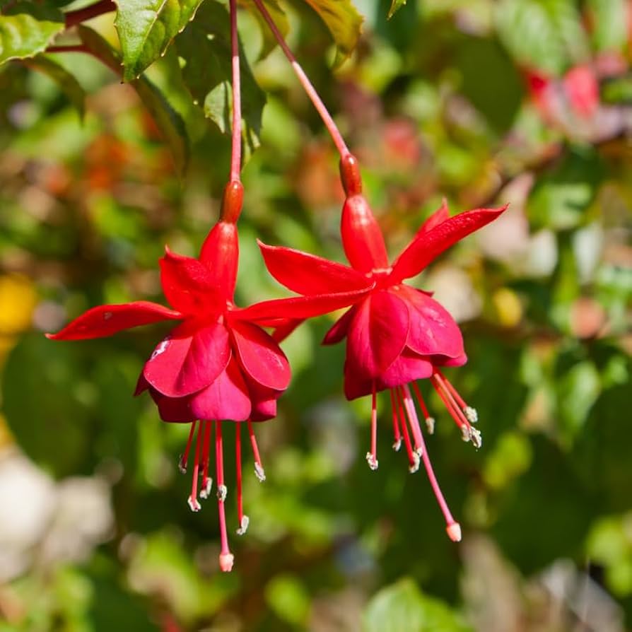 Red Double Petals Fuchsia Seeds for Planting Low Maintenance Heirloom & GMO Free Seeds for Home Garden
Sale