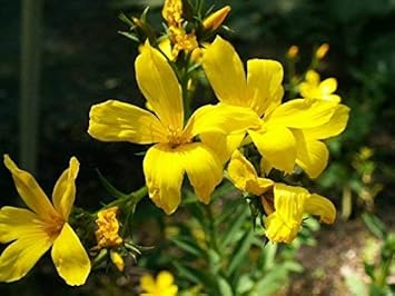 Yellow Linum Flavum Flower seeds for Planting - Shade Tolerant, Heirloom & GMO Free Seeds for Home Garden
Sale for planting in home garden