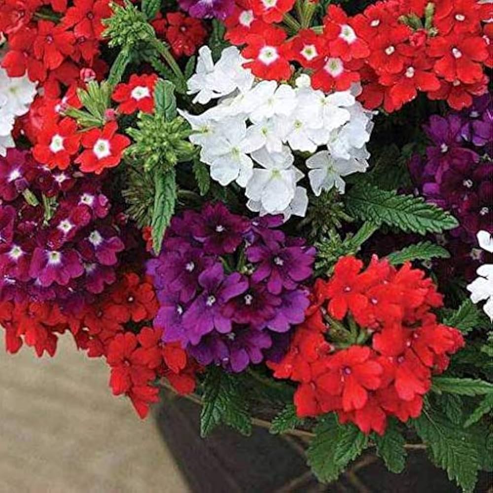 Mixed Color Verbena Seeds Verbena hybrida for Planting in Flower Bed and Cottage Garden - Evergrowseeds