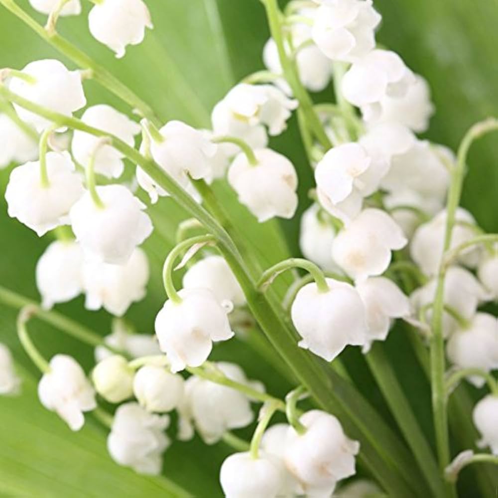Bell Orchid Mix Seeds for Planting - Vibrant Flower Mix - Evergrowseeds