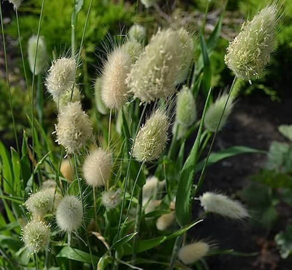 Rabbit Tail Grass Lagurus ovatus Seeds for Planting