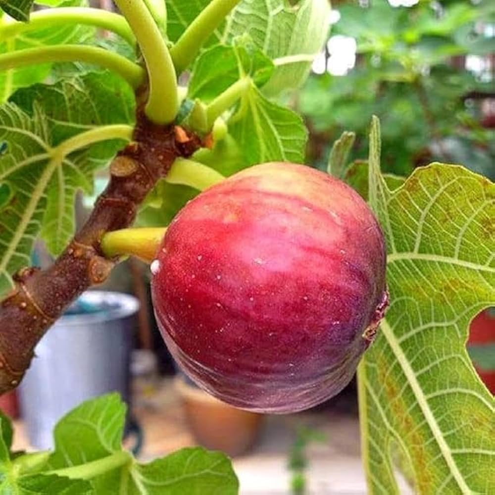Ficus Carica Seeds for Planting Ficus carica for home gardens and vegetable patches