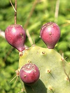 Pink Opuntia Flower seeds blooming in flower beds, containers, borders, and pollinator-friendly gardens