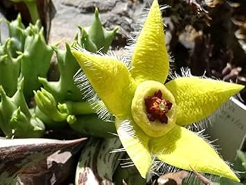 Stapelia Pulchella Flower seeds for Planting - Cut Flower Favorite, Heirloom & GMO Free Seeds for Home Garden
Sale for planting in home garden.