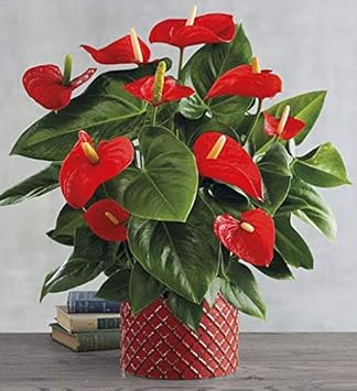 Red White Daffodil Flower Seeds for Planting Wildflower Mix Heirloom & GMO Free Seeds for Home Garden
Sale for planting in home garden