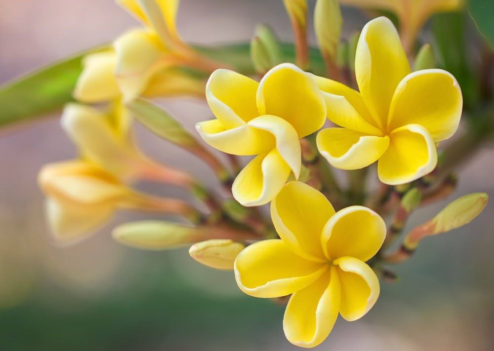Yellow Egg Flower seeds for Planting - Hardy Variety, Heirloom & GMO Free Seeds for Home Garden
Sale seeds for planting in home garden