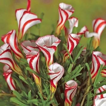 Oxalis Versicolor Flower seeds blooming in flower beds, containers, borders, and pollinator-friendly gardens